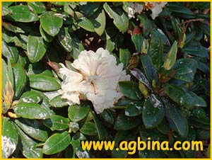  -- ( Rhododendron aganniphum var. flavorufum )