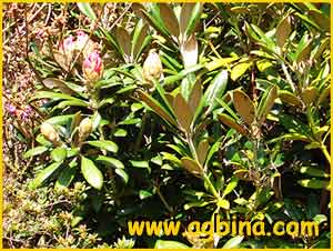    (Rhododendron degronianum var. yakushimanum)
