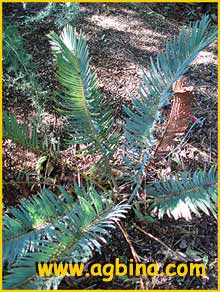   ( Encephalartos lanatus )