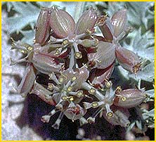   ( Lomatium shevockii )