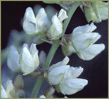   ( Lupinus albicaulis )
