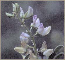   ( Lupinus argenteus )