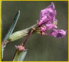   ( Lythrum californicum )