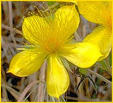   ( Mentzelia lindleyi / Bartonia aurea )