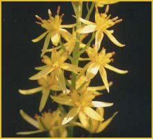   ( Narthecium / Abama californicum )