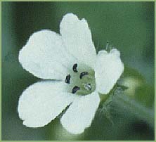   ( Nemophila heterophylla )