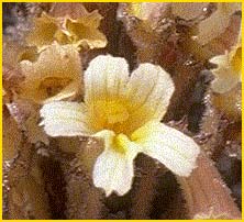   ( Orobanche fasciculata )