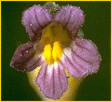   ( Orobanche uniflora )