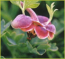   ( Paeonia brownii )