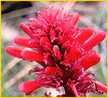   /   ( Pedicularis densiflora )