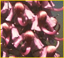   ( Pedicularis groenlandica )