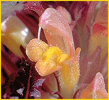   ( Pedicularis semibarbata )