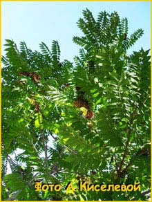   ( ) Ailanthus altissima 