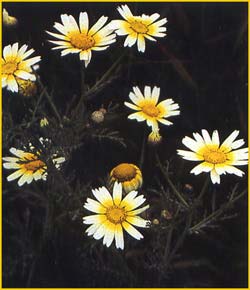   .  ( Chrysanthemum coronarium var. discolor )
