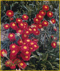   'Kelway's Glorious' ( Chrysanthemum coccineum 'Kelway's Glorious' )