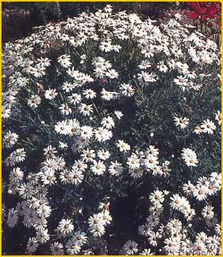   ( Chrysanthemum frutescens )