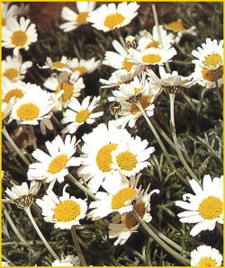   ( Chrysanthemum hosmariense )