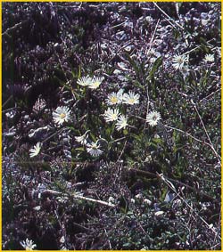   /   ( Chrysanthemum leucanthemum / vulgaris )