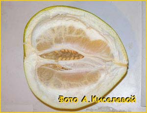   /  /  ( Citrus grandis / decumanus / maxima ) 