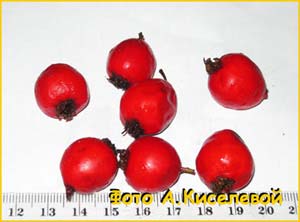    ( Crataegus x cultivar macrocarpum  )