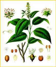    ( Croton tiglium ) K&#246;hlers Medizinal-Pflanzen