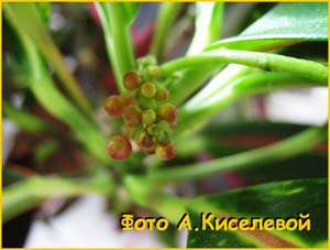   ( Codiaeum variegatum ),  