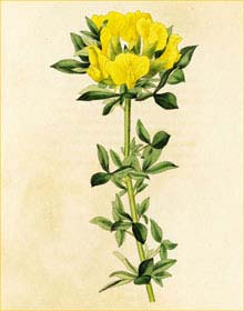   ( Cytisus capitatus ) drawn by William Miller from The Botanical Cabinet London 1817-1833