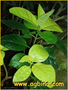   ( Pseuderanthemum reticulatum / Eranthemum reticulaum / schombargkii )