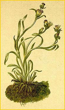   ( Gnaphalium / Omalotheca hoppeanum ) Atlas der Alpenflora (1882) by Anton Hartinger