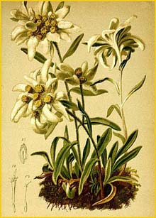    /   ( Gnaphalium  leontopodium / Leontopodium alpinum ) Atlas der Alpenflora (1882) by Anton Hartinger