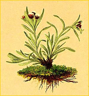    ( Gnaphalium  supinum ) Atlas der Alpenflora (1882) by Anton Hartinger