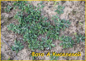   ( Hieracium pilosella )