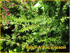   ( Juniperus virginiana )