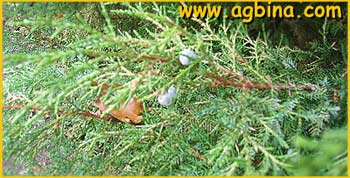   ( Juniperus chinensis )