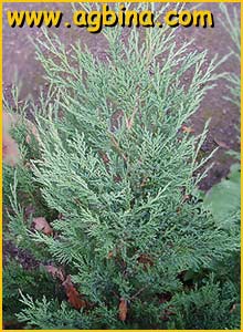    ( Juniperus sabina )