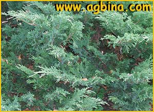   ( Juniperus sabina )