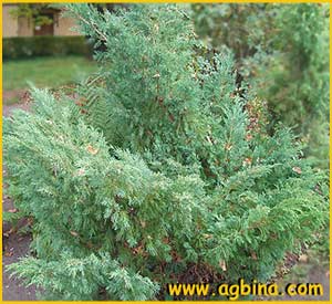     ( Juniperus sargentii )