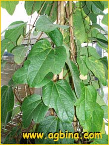  - ( assiflora holosericea )