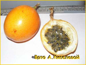   /   ( Passiflora ligularis )