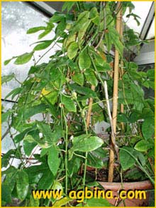    ( Passiflora racemosa )