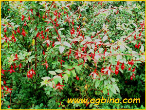   .  ( Fuchsia magellanica var. riccartonii )