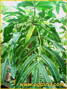   ( Gastonia rodriguesiana )