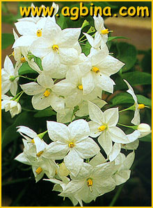    (Solanum jasminoides)