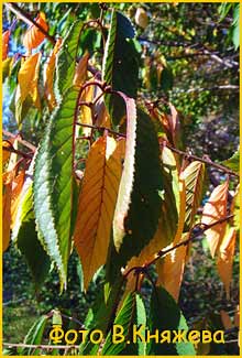    ( Prunus / erasus maximowiczii ) 