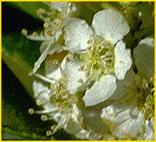    ( Prunus emarginata )