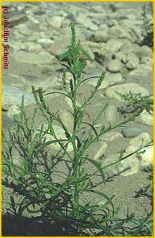   ( Corispermum leptopterum )