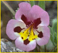   ( Mimulus tricolor )