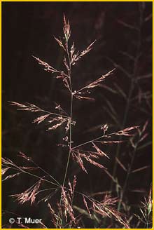   ( Calamagrostis pseudophragmites )