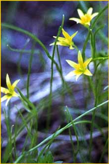    ( Gagea pauciflora )