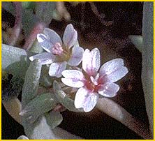   ( Montia parvifolia )